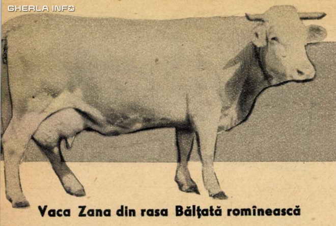 vaca zana bontida 1960