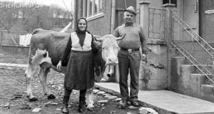 1988 gospodarie giula borsa vaca baltata romaneasca